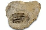 Detailed Reedops Trilobite Fossil - Atchana, Morocco #312344-3